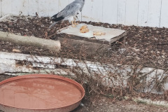 IMG_20240624_110305168