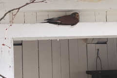 IMG_20240624_110639040