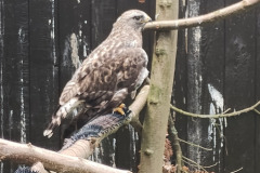 IMG_20240624_111738714