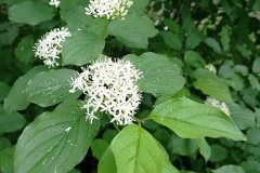 348369218_234411742667850_7036920642270814317_n-fcb-upr