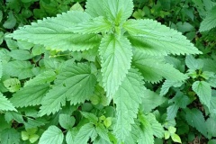 348372959_576383928013063_4940266523768439473_n-fcb-upr