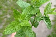 348375174_803422077863151_2381072659941829555_n-fcb-upr