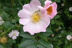 348376384_6489488217778783_1169683367835971739_n-fcb-upr